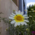 Guenes Pamukkale