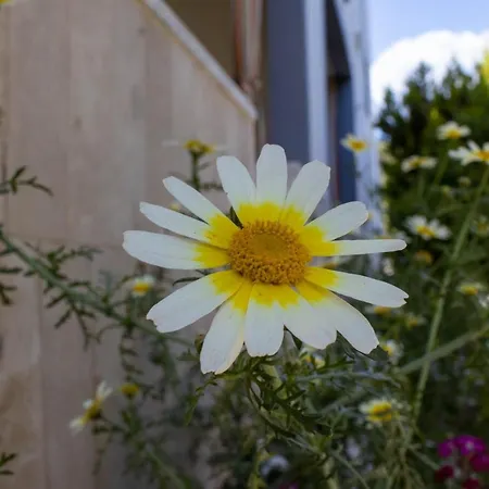 Guenes Pamukkale