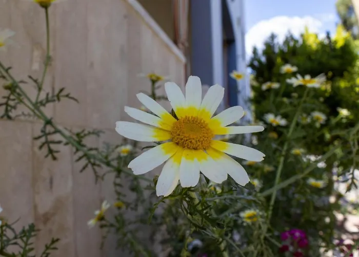 Güneş Pamukkale